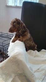 Mooie choco merle korthaar x ruwhaar teckel pups ( tekkel ), Dieren en Toebehoren, Honden | Teckels en Dashonden, Standaard, CDV (hondenziekte)