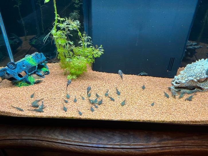 Longfin shortfin borstelneuzen algeneters, Dieren en Toebehoren, Vissen | Aquariumvissen, Vis