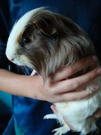 Mannetjes cavia, Dieren en Toebehoren, Knaagdieren, Cavia, Februari, Mannelijk, Tam