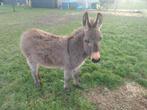 Ezel veulen hengstje, Dieren en Toebehoren, Overige Dieren, April, Mannelijk