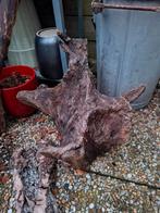 Opgezette.Taxidermie.Taxidermy. Stukken hout voor postament, Ophalen of Verzenden, Gebruikt, Wild dier, Overige typen