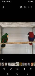 Koppel edelpapegaai, Dieren en Toebehoren, Vogels | Parkieten en Papegaaien, Meerdere dieren, Parkiet