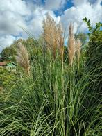 Pampas pluimen, Huis en Inrichting, Ophalen