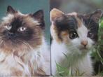 Set van 2 Vintage Poezen / Poes Kaarten, Verzenden, 1960 tot 1980, Ongelopen, Hond of Kat