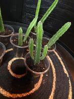 Gewortelde stapelia stekken, Ophalen of Verzenden, Halfschaduw, Minder dan 100 cm