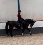 Super brave pony te koop, Dieren en Toebehoren, Merrie, B