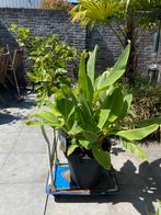 Super gave grote en forse musella lasiocarpa  bananenboom!!, Ophalen, Overige soorten, In pot, Halfschaduw