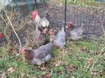 Toom Silverudd blauw: 4 hennen en 1 haan, Dieren en Toebehoren, Meerdere dieren, Kip