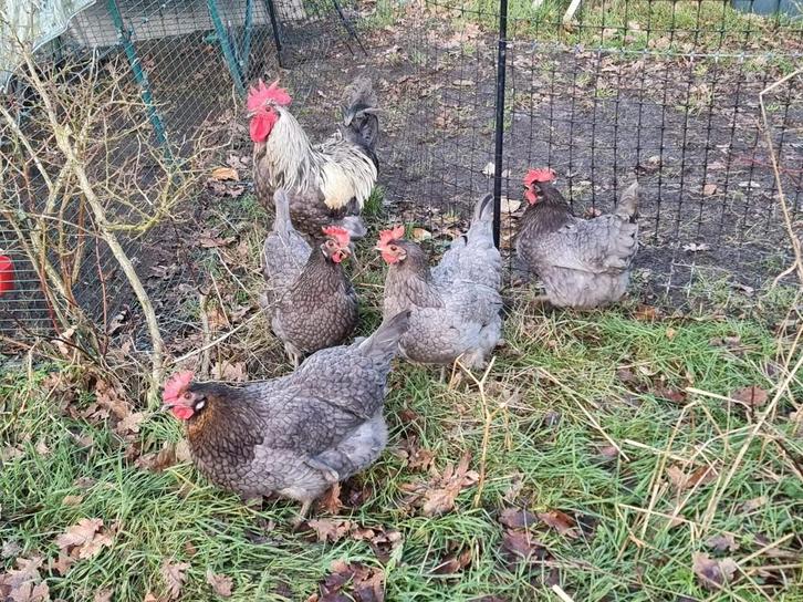 Toom Silverudd blauw: 4 hennen en 1 haan, Dieren en Toebehoren, Pluimvee, Kip, Meerdere dieren