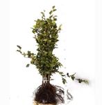 Fagus Sylvativa groene beuk haagplanten, Ophalen of Verzenden, Bloeit niet, Halfschaduw, Overige soorten