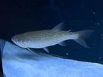 Potamotrygon odeo pike, Vis
