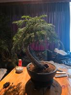 Bonsai araucaria cunninghammi binnen bonsai, Ophalen, Bloeit niet, Overige soorten, Minder dan 100 cm