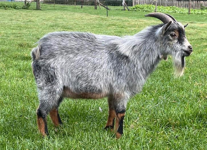 Dwergbok te huur, Dieren en Toebehoren, Schapen, Geiten en Varkens, Geit, Mannelijk