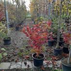 Meerstammige rode esdoorn struik | Acer rubrum, Tuin en Terras, Ophalen, Esdoorn, Minder dan 100 cm