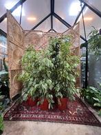Grote ficus, Ophalen, Ficus, Minder dan 100 cm