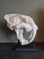 XXL sabeltand Tijger 50 CM hoog, Antiek en Kunst, Ophalen of Verzenden