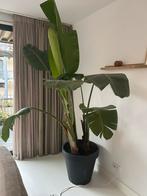 Grote kamerplant in pot, Huis en Inrichting, Kamerplanten, Ophalen, Overige soorten, Halfschaduw, In pot