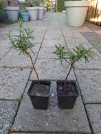 Rozemarijn planten BIO, Tuin en Terras, Planten | Tuinplanten, Ophalen, Vaste plant, Kruiden