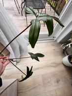 Philodendron Florida beauty low variegata inverted, Huis en Inrichting, Ophalen of Verzenden, Overige soorten, Minder dan 100 cm