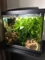 Superfish Start30 compleet met techniek, Ophalen of Verzenden, Gebruikt, Leeg aquarium