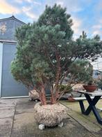 Vormbomen/Tuinbonsai: Grote Pre-Sale met Stuntprijzen!, Bloeit niet, 100 tot 250 cm, Dakboom, Ophalen