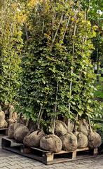 5 x 25 (125 stuks ) groene beuken haag DIRECT AFHALEN, Ophalen, Beukenhaag, 100 tot 250 cm