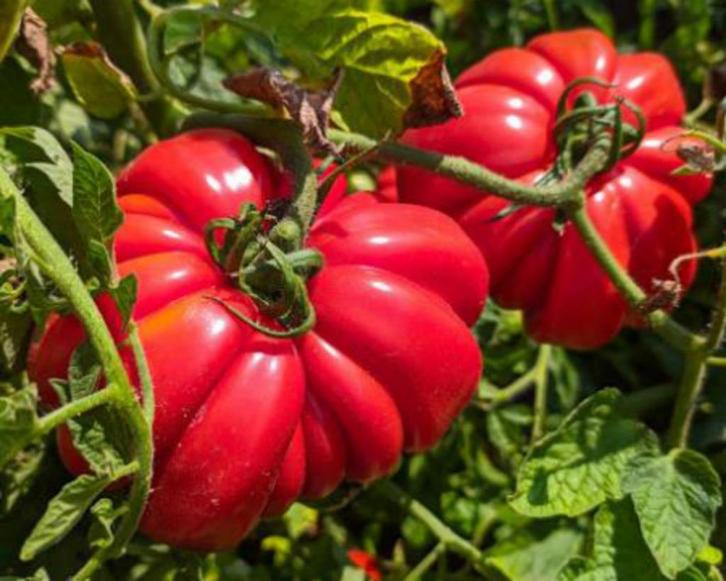 Tomato "Monomakh's Hat", Tuin en Terras, Bloembollen en Zaden, Zaad, Voorjaar, Volle zon, Ophalen of Verzenden