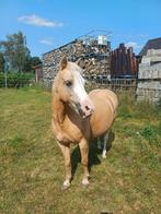 Gezocht: ervaren grondwerker voor lieve, gevoelige pony, Ophalen