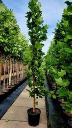 Liriodendron Tulipifera Fastigiatum🌿, Tuin en Terras, Ophalen, Volle zon, Overige soorten