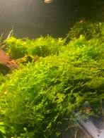 Hele gezonde Mos, Ophalen of Verzenden, Plant(en), Steen of Hout