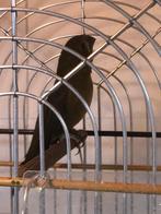 Te koop diverse mannen en poppen twa twa, Dieren en Toebehoren, Vogels | Overige Vogels, Meerdere dieren