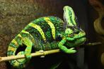 6 x jonge Jemen Kameleon | Chamaeleo Calyptratus, Dieren en Toebehoren, Reptielen en Amfibieën, 0 tot 2 jaar, Tam, Hagedis