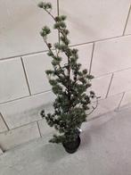 Kunst dennenboom (kerstboom)., Zo goed als nieuw, Ophalen