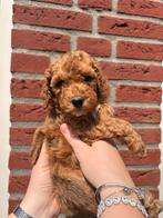 Mini labradoodle pups, Dieren en Toebehoren, Honden | Niet-rashonden, 8 tot 15 weken, CDV (hondenziekte), Meerdere, Meerdere dieren