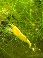 Gele garnalen / garnalen geel (neocaridana), Dieren en Toebehoren, Vissen | Aquariumvissen, Kreeft, Krab of Garnaal, Zoetwatervis