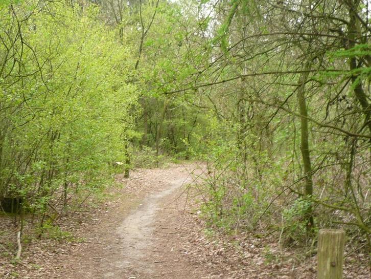 T.K. bosperceel, Heldense bossen, 35 min vanaf Eindhoven, Tuin en Terras, Planten | Bomen, Overige soorten, 100 tot 250 cm, Volle zon