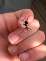 Flappentak nimf Extatosoma tiaratum zoekt huis, Wandelende tak