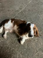 cocker spaniel reu ter dekking, Reu, Eén hond, 3 tot 5 jaar, Nederland