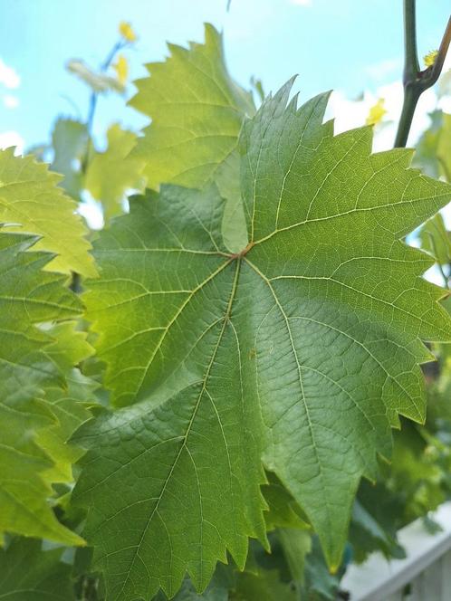 Druiven/ wijn bladeren, 60st, Tuin en Terras, Planten | Fruitbomen, Overige soorten, Minder dan 100 cm, Ophalen of Verzenden
