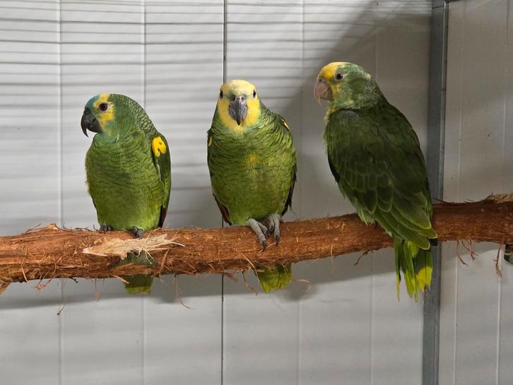 Diverse amazone papegaaien, Dieren en Toebehoren, Vogels | Parkieten en Papegaaien, Papegaai, Meerdere dieren, Geringd