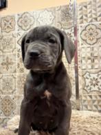 cane corso pups, Dieren en Toebehoren, België, Fokker | Hobbymatig, Rabiës (hondsdolheid), Overige rassen