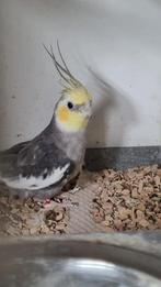 valkparkiet man, Dieren en Toebehoren, Vogels | Parkieten en Papegaaien, Mannelijk, Parkiet, Geringd