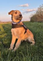 Joep, reu 7 mnd ter opvang of adoptie, Particulier, 15 weken tot 1 jaar, Reu, Buitenland