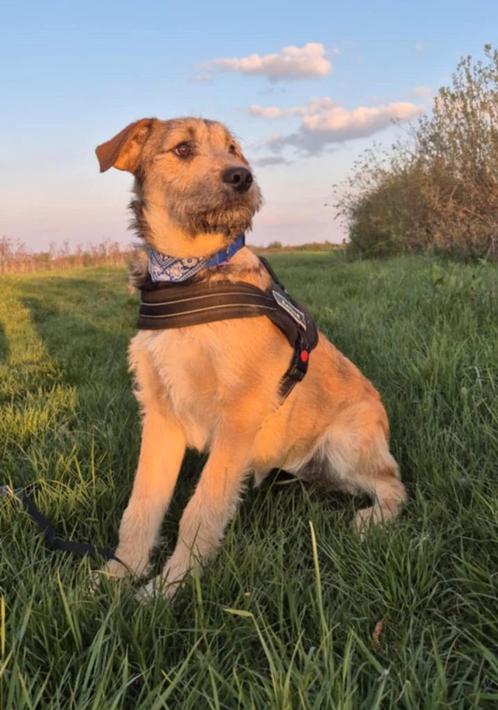 Joep, reu 7 mnd ter opvang of adoptie, Dieren en Toebehoren, Honden | Niet-rashonden, Middel, Reu, Particulier, Eén hond, Buitenland