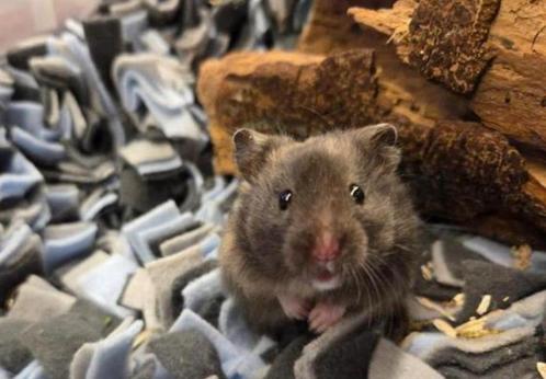 Goudhamster Pixie Pom – Klein formaat, groot karakter, Dieren en Toebehoren, Knaagdieren, Vrouwelijk, Hamster, April, Tam