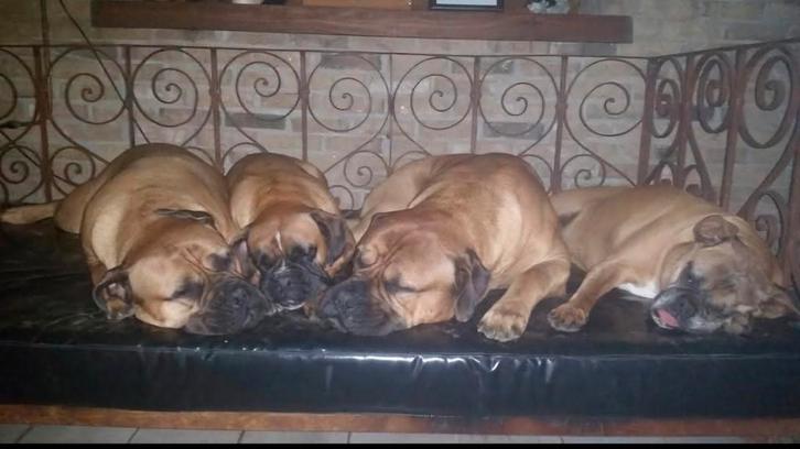 Hondenbed, Dieren en Toebehoren, Hondenmanden, Overige, Ophalen