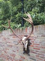 Schedel edelhert taxidermy opgezette hert jacht gewei kerst, Ophalen, Hert, Schedel
