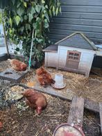 3 kippen incl. Kippenhok, Ophalen, Kippenhok of Kippenren