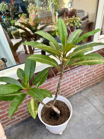 plumeria beschikbaar voor biedingen