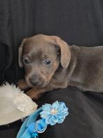 Kaninchen/dwerg teckel, Dieren en Toebehoren, Honden | Teckels en Dashonden, Kaninchen, CDV (hondenziekte), 8 tot 15 weken, Korthaar